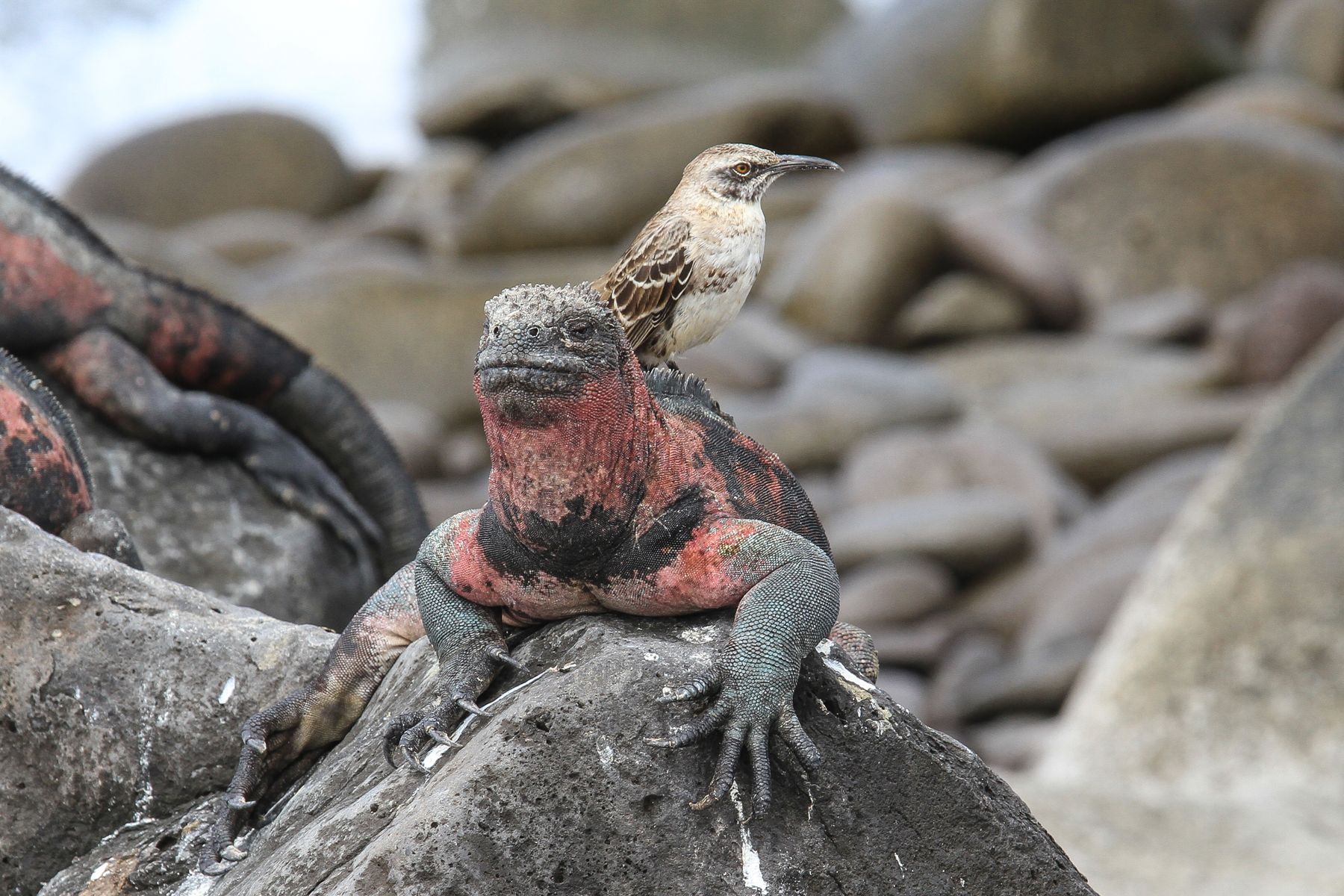 One of those damn Espanola Mockingbirds climbs on your head! Galapagos photography tours with Wild Images