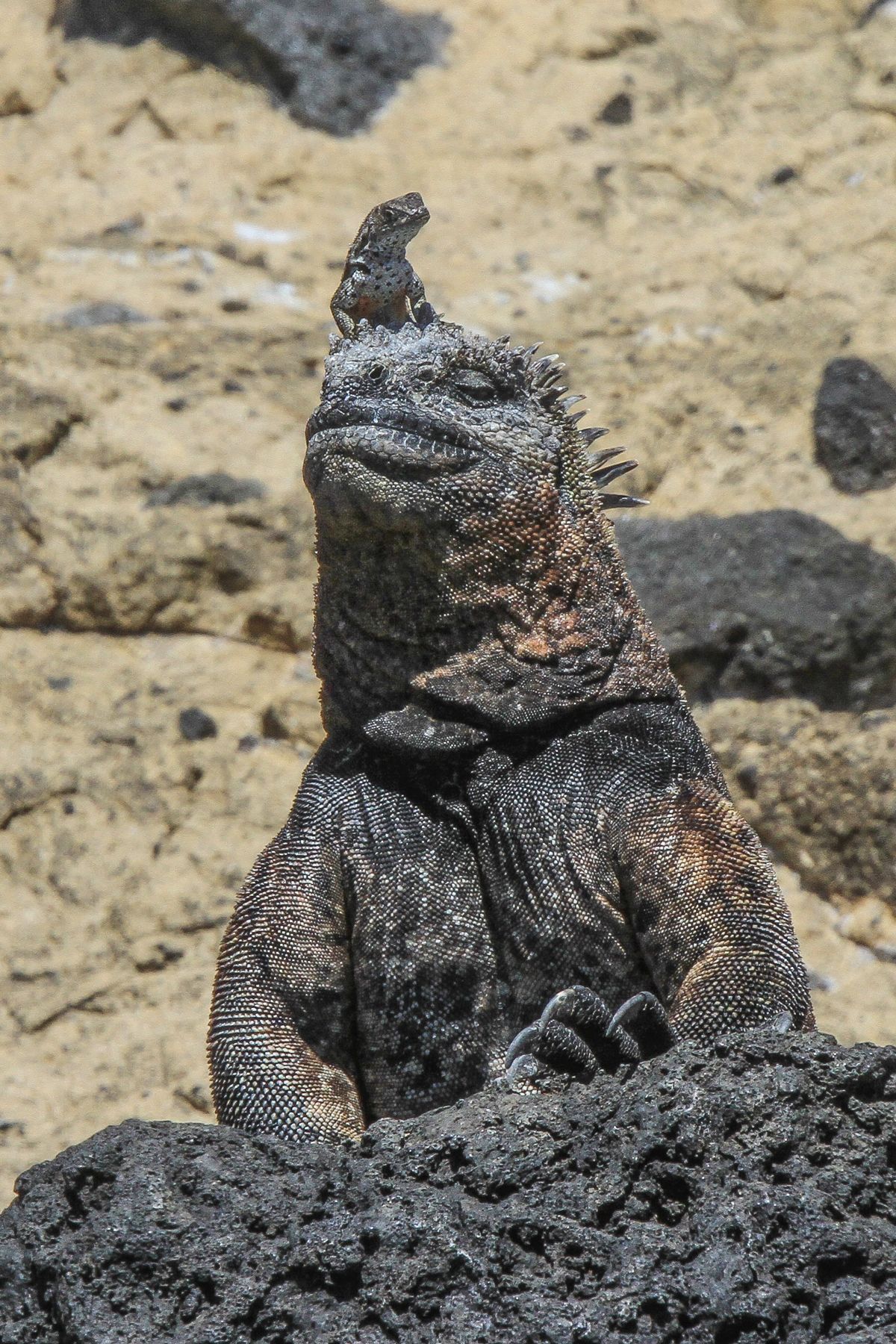 Or one of those creepy little lava lizards wants to play 'king of the castle'