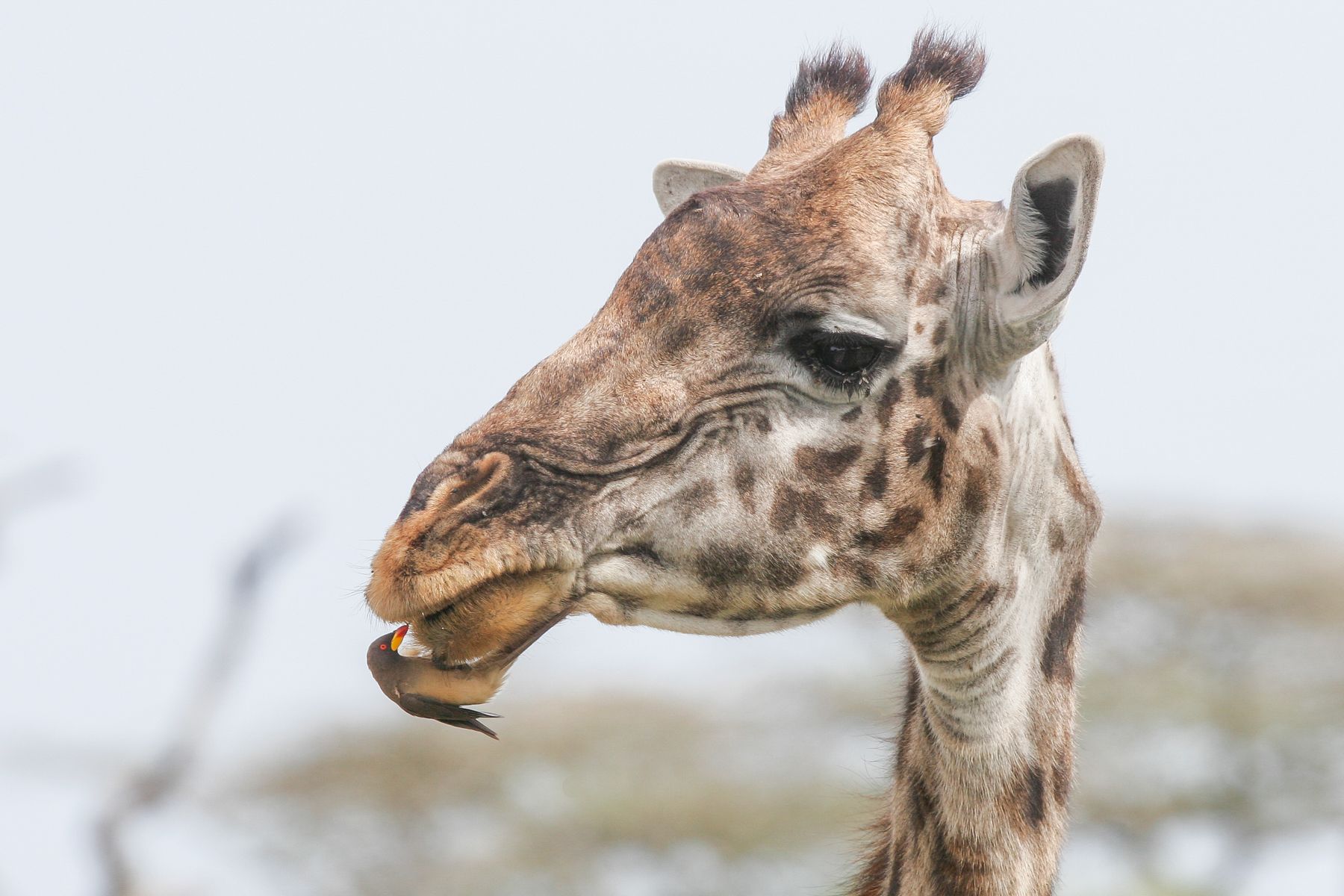You don't have to worry about those annoying Giraffe parasites when the oxpecker dentist comes to call