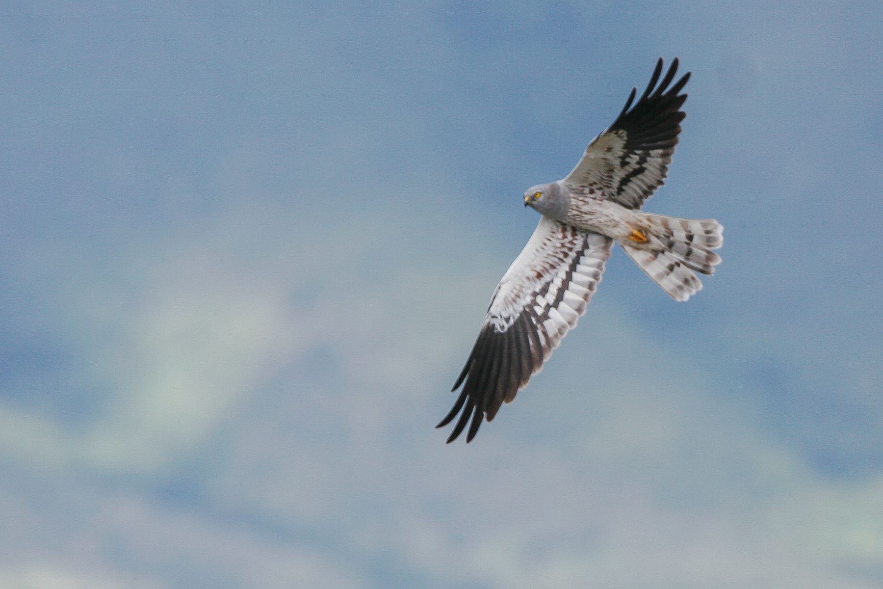 As does a Montagu's Harrier, a migrant heading north to eastern Europe or western Asia