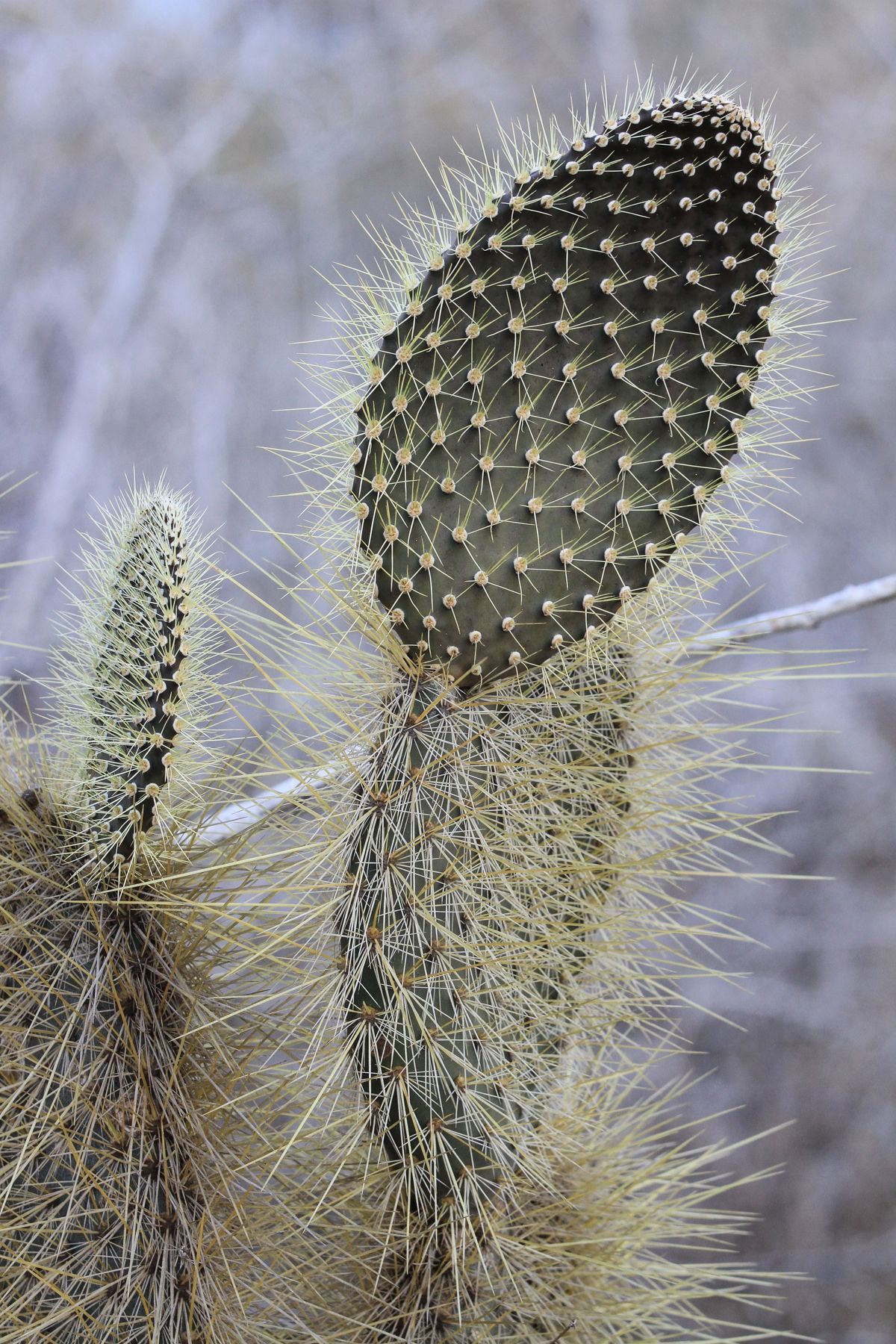 The Galapagos have many endemic plants, including a variety of prickly pears (Opuntia species)