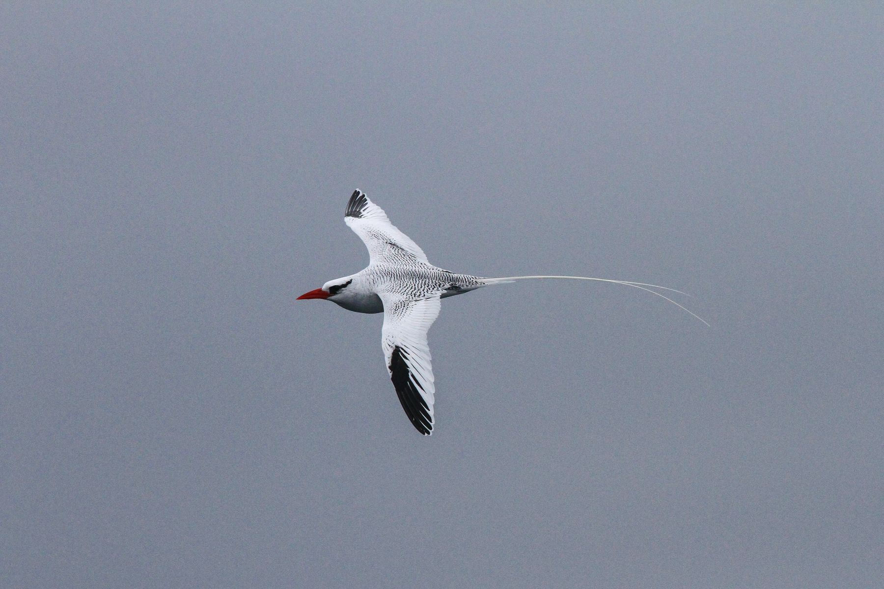 Graceful Red-billed Tropicbirds sail past the cliffs