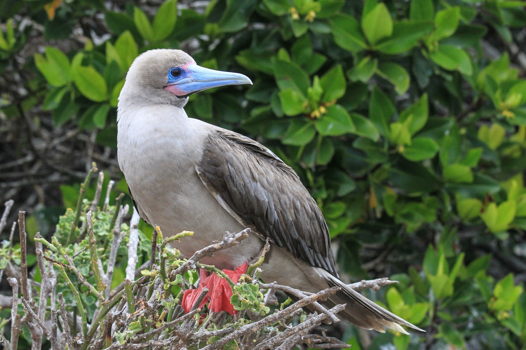 Galapagos has many seabird riches, including nesting Red-footed Boobies