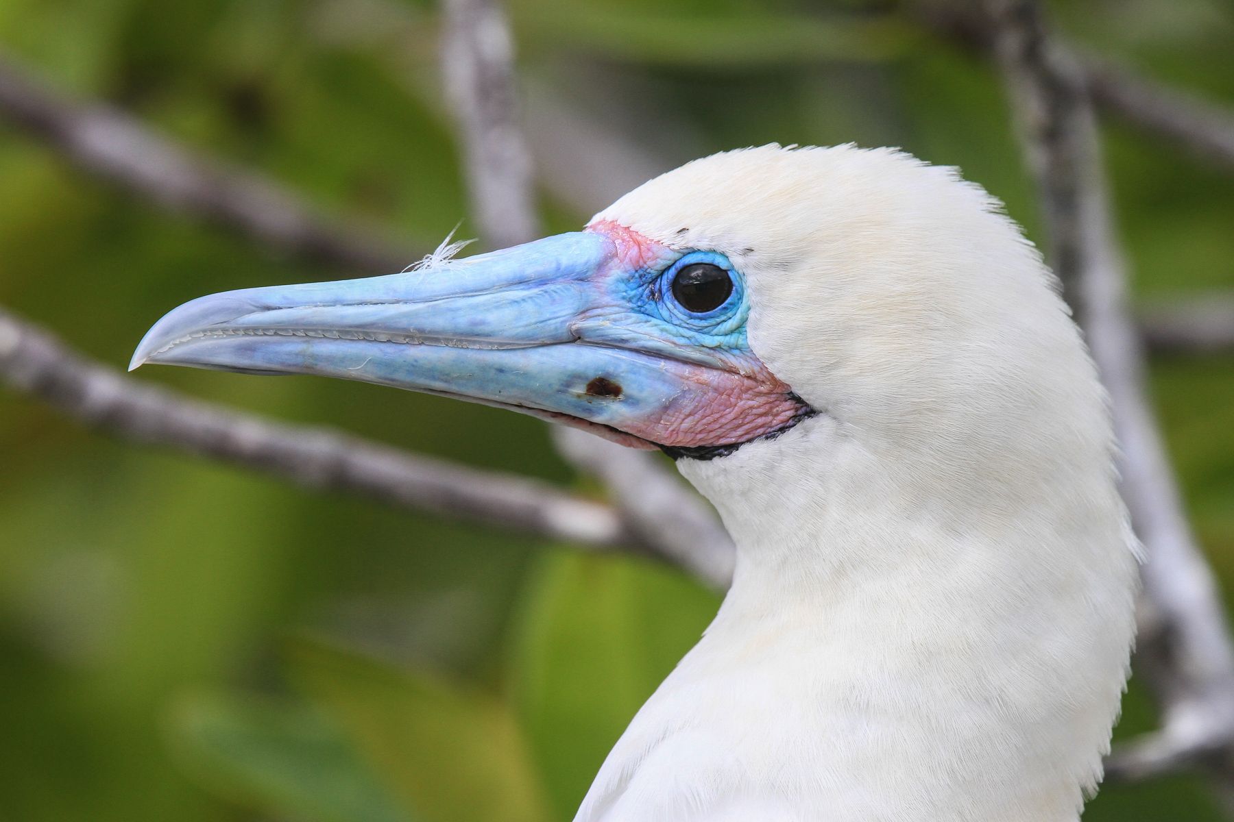 A white morph adult Red-footed Booby
