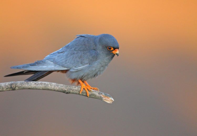 Red-footed Falcon in a Hungarian dawn