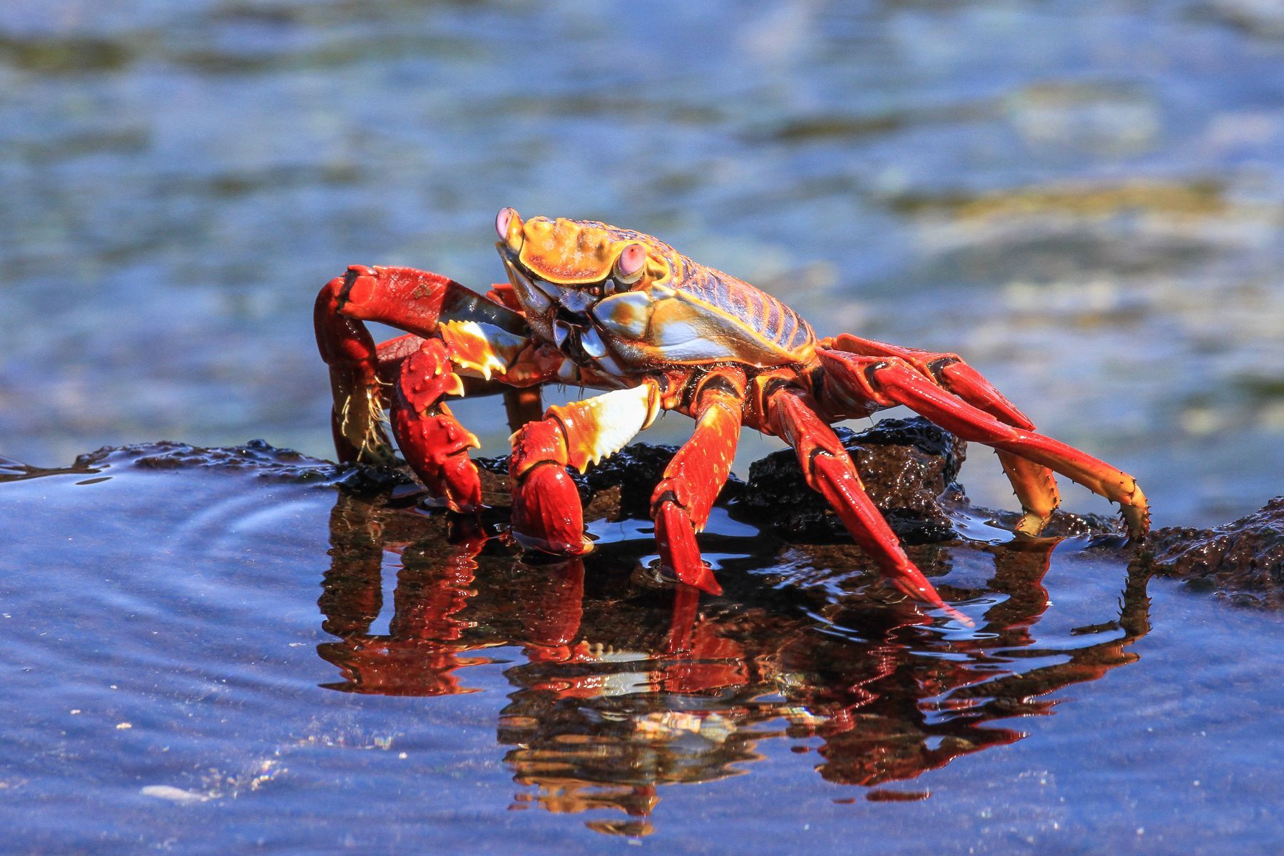 While colourful Sally Lightfoot Crabs scurry about the rock pools