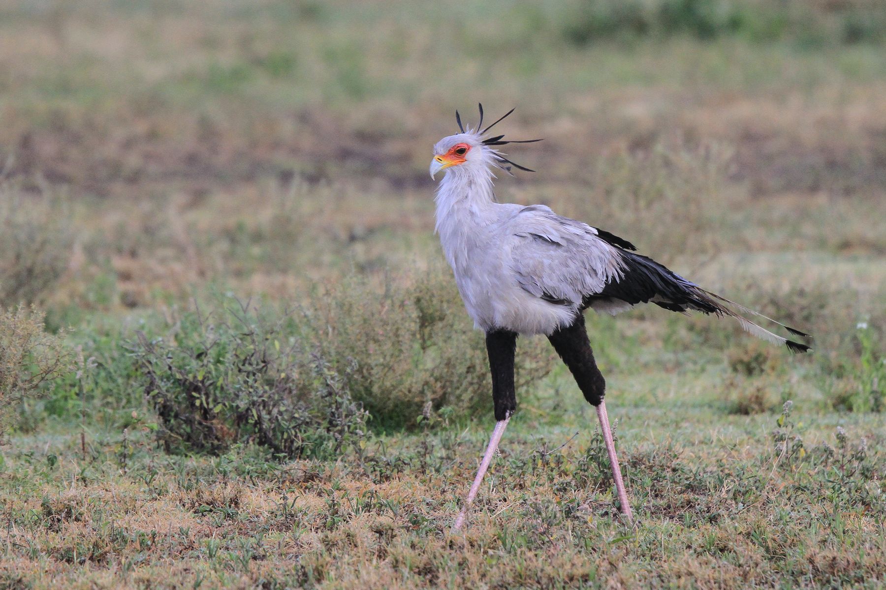 A Secretarybird, so named because its head plumes resemble the quill pens used by 18th century secretaries, patrols the grassland