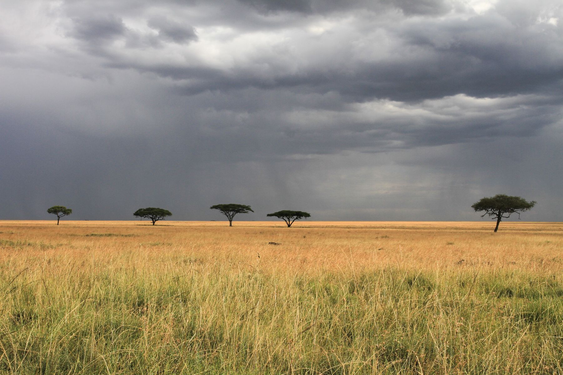 Each year, between March and May, the arrival of the rains creates a lush wildlife paradise in the southern Serengeti