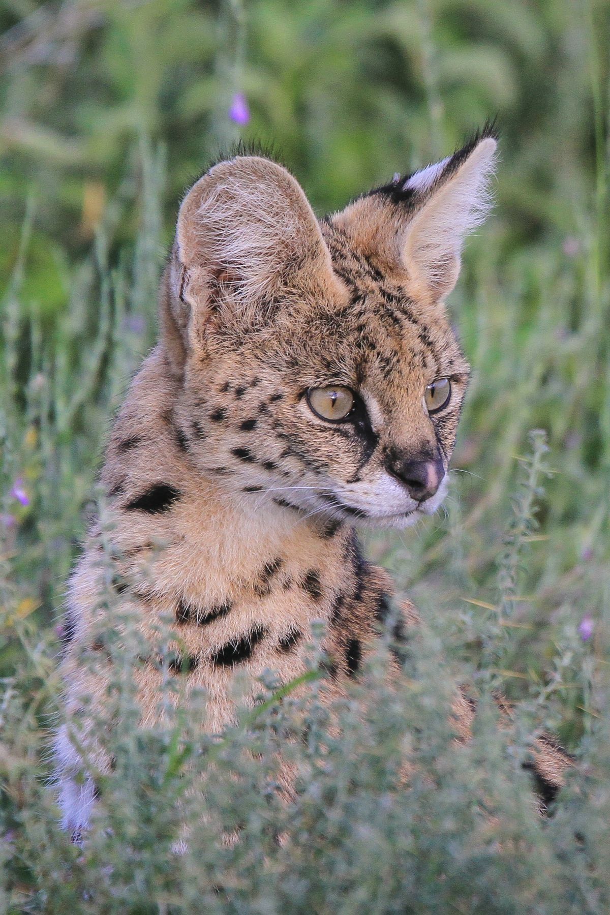 A Serval is transfixed (it was watching a python eating a guineafowl!)