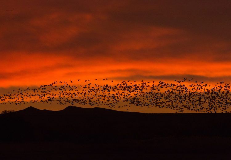 Sunrise and sunset photography tours at Bosque Del Apache often feature blast offs of Snow Geese