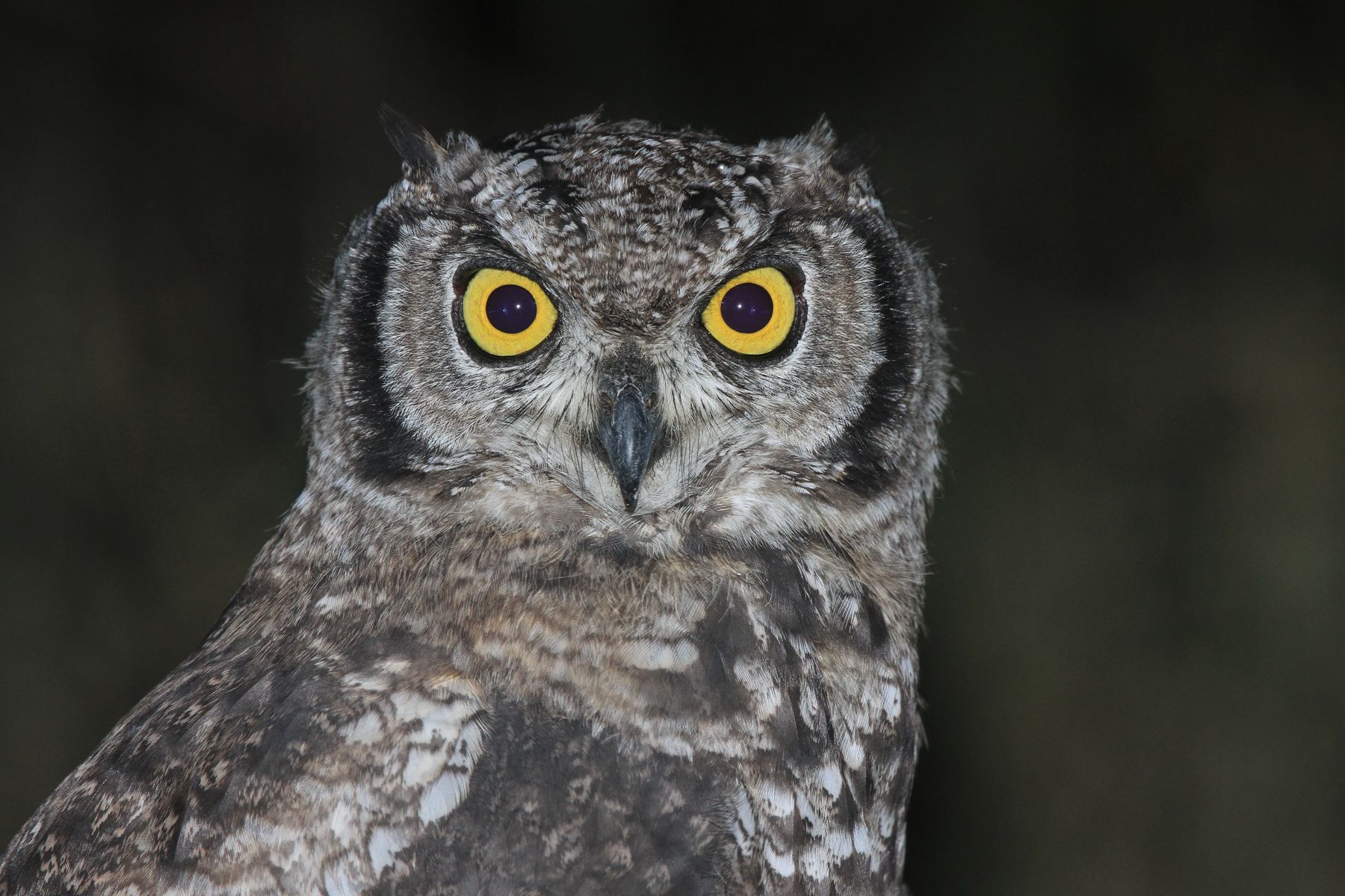 Spotted Eagle-Owl portrait on a Tanzania photography tour by Mark Beaman