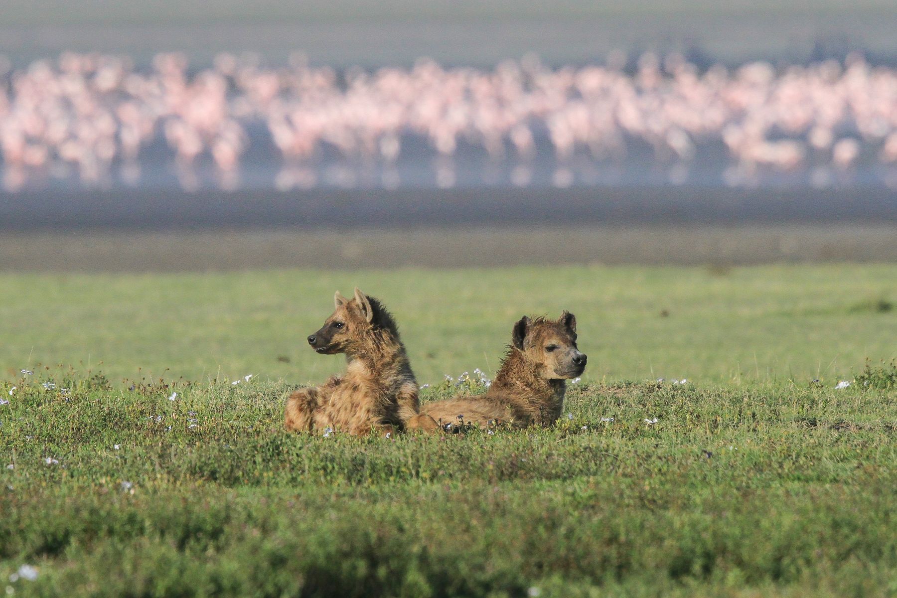 Ngorongoro's mammals, like these Spotted Hyaenas, often have a pink backdrop owing to the many flamingoes at the crater lake