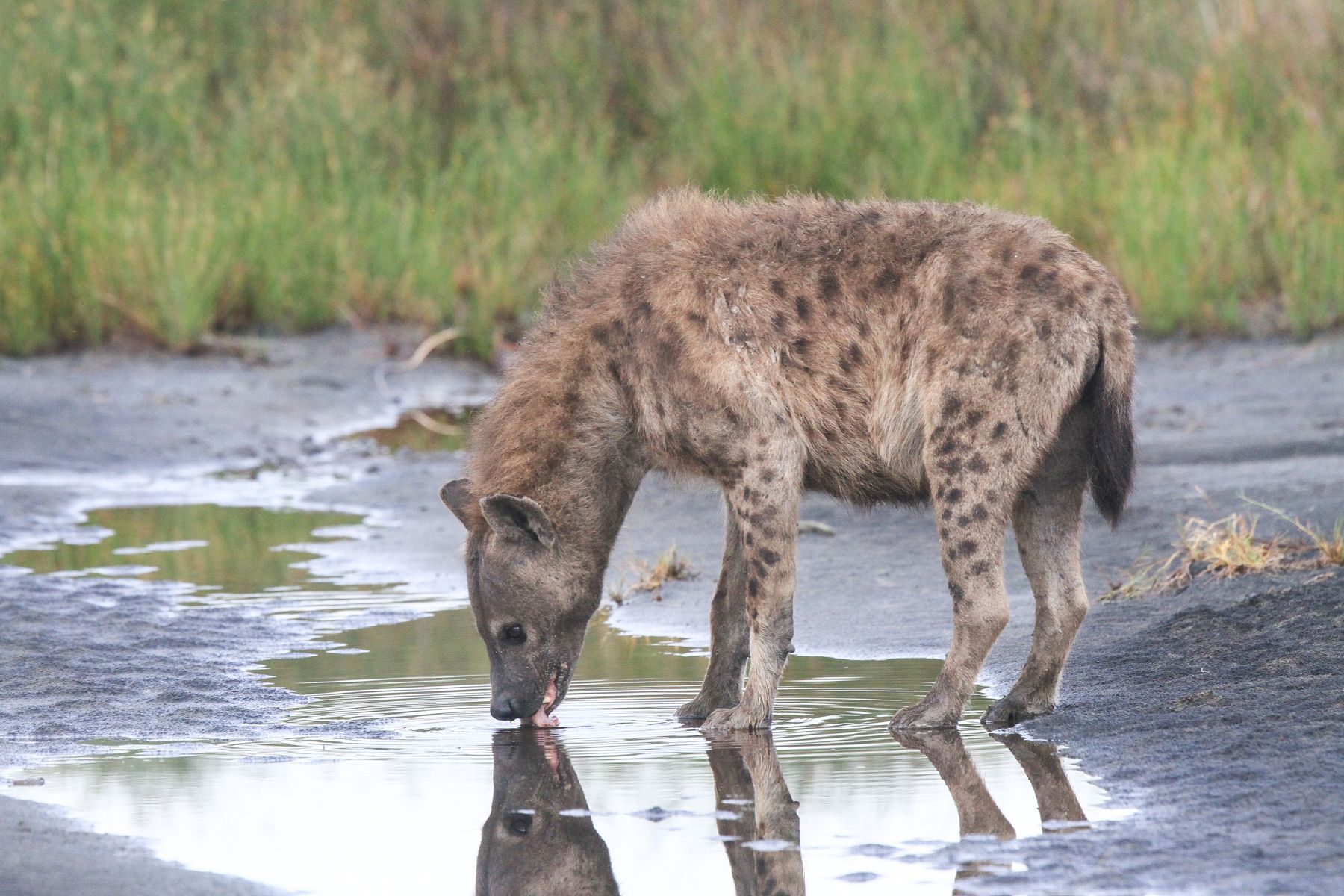 A Spotted Hyaena, a major threat to young Cheetahs, drinks from a pool