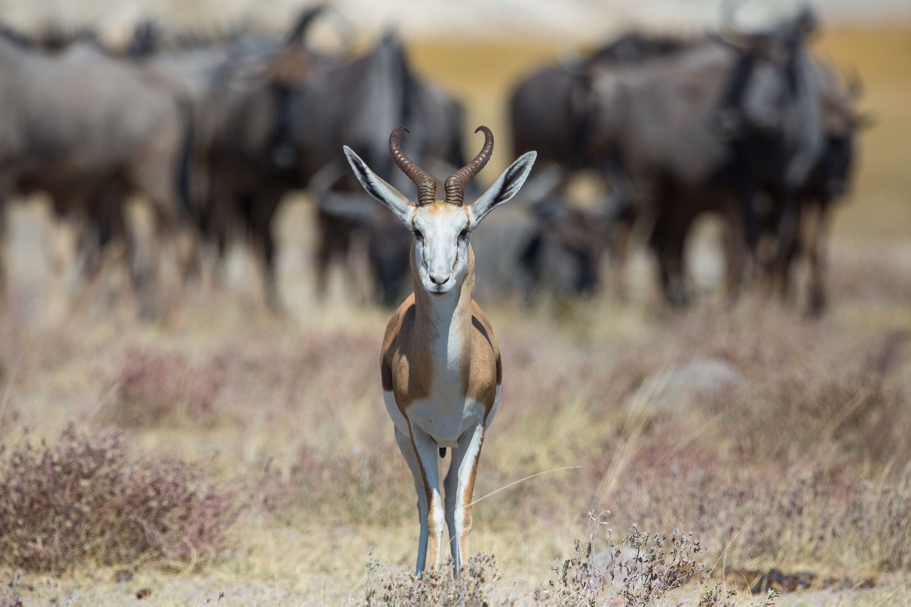 Springbok in Etosha on our wildlife photography tour of Namibia