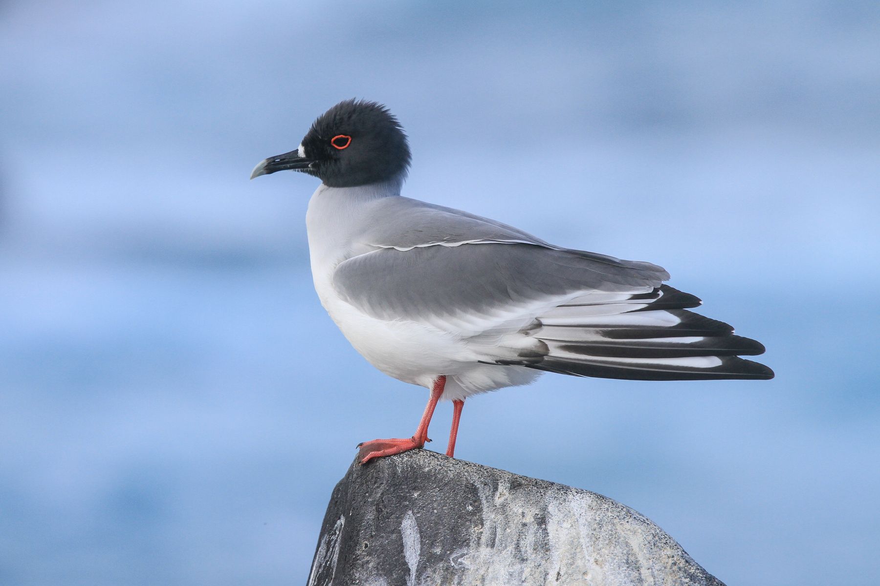 One of the most beautiful Galapagos seabirds is the Swallow-tailed Gull