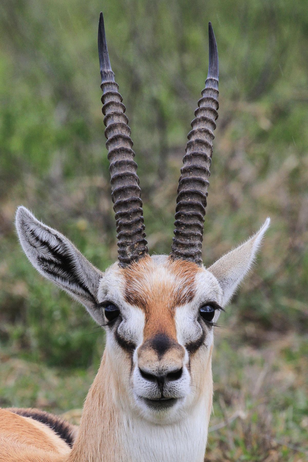 Thomson's Gazelle is surely one of the prettiest gazelles