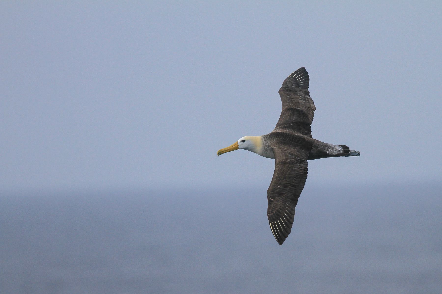 Another much-loved Galapagos seabird is the huge Waved Albatross