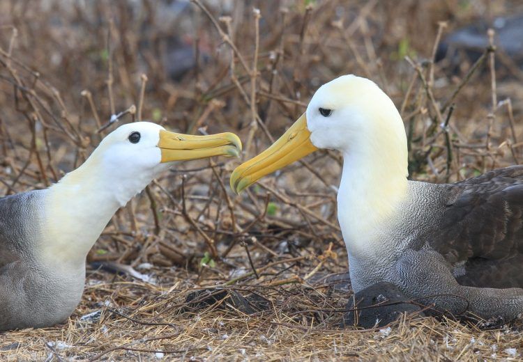 As with all albatrosses, there are affectionate greetings between pairs