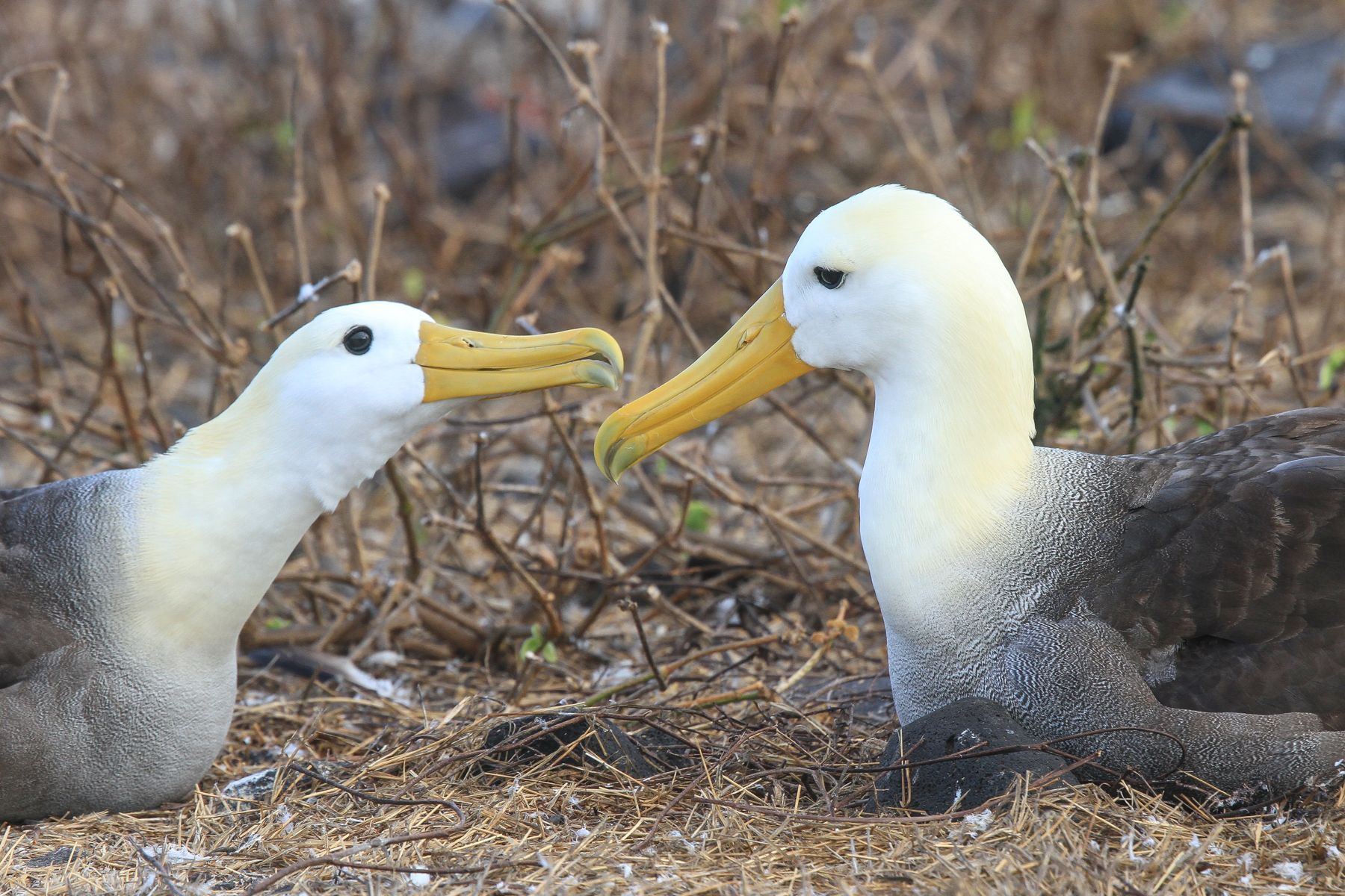 As with all albatrosses, there are affectionate greetings between pairs