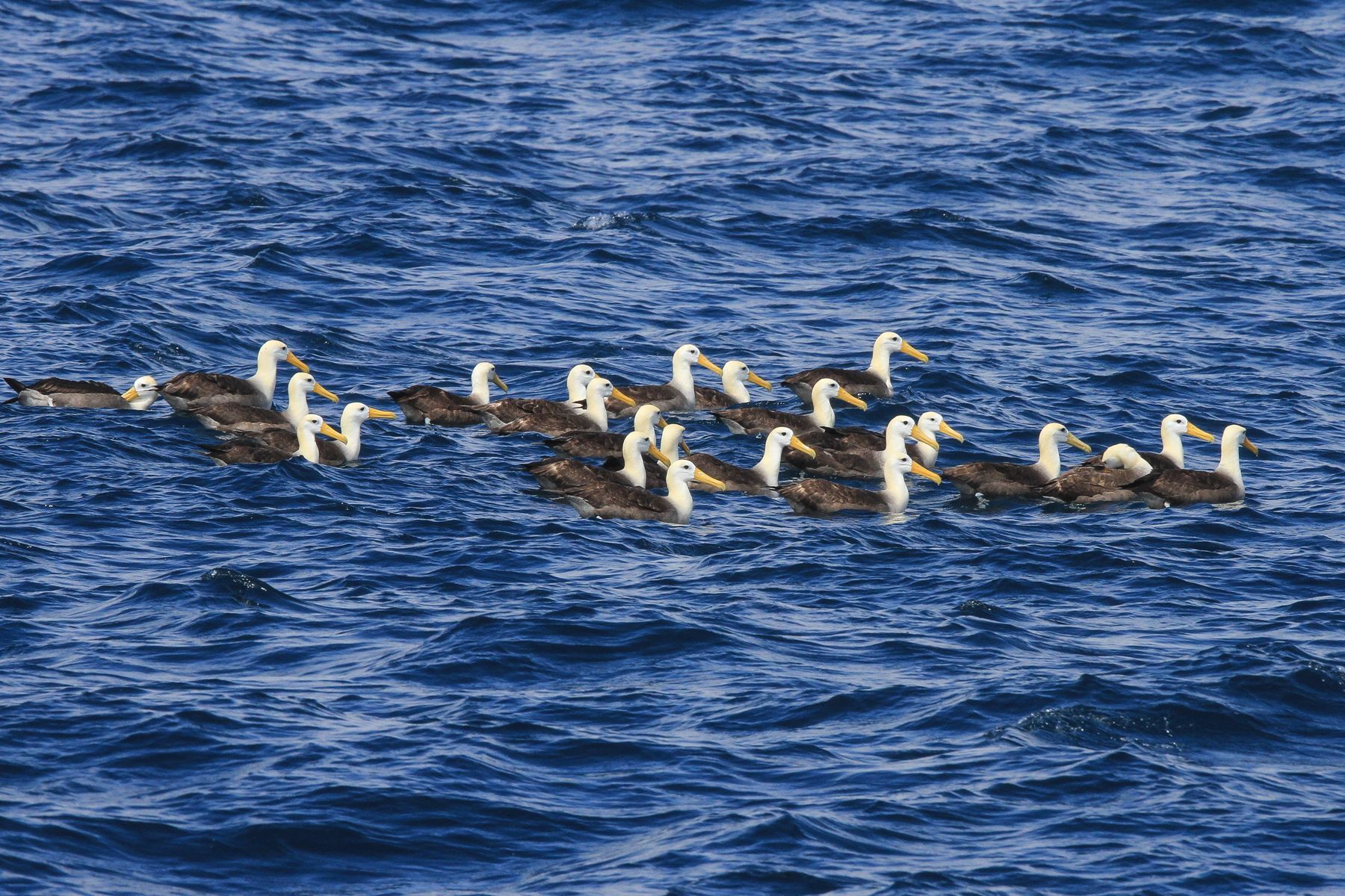 The birds raft offshore before visiting their breeding colonies
