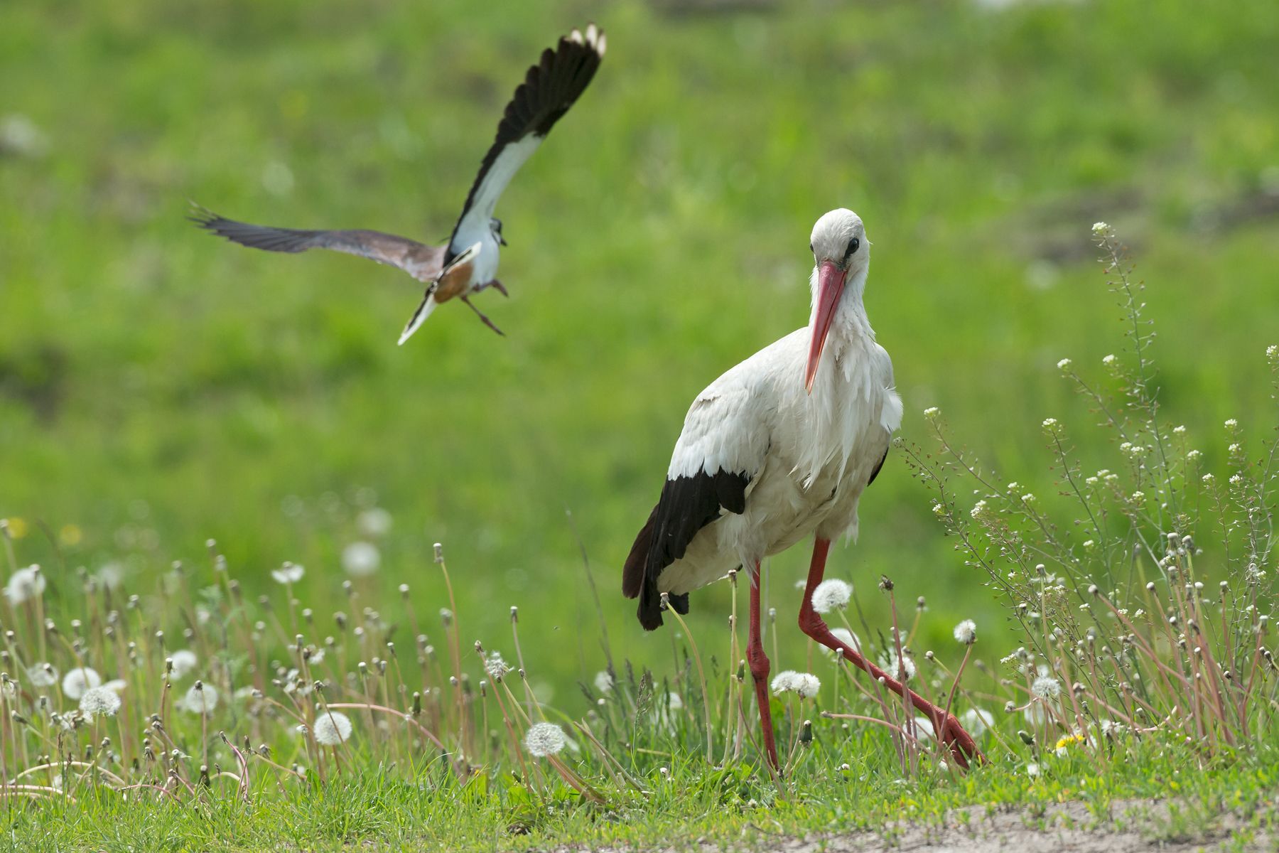 There are sure to be plenty of opportunities to photograph the charismatic White Stork