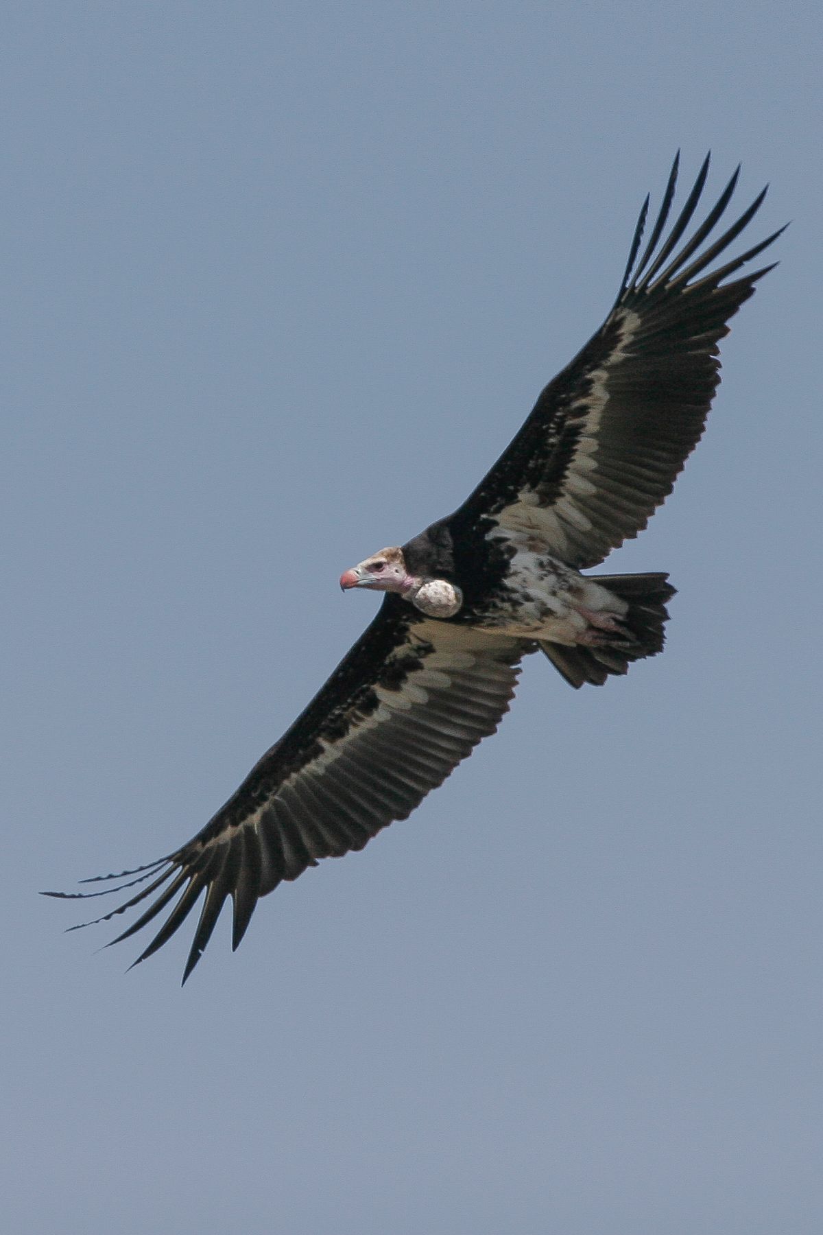 The multitude of kills attract vultures, like this strikingly-patterned White-headed Vulture