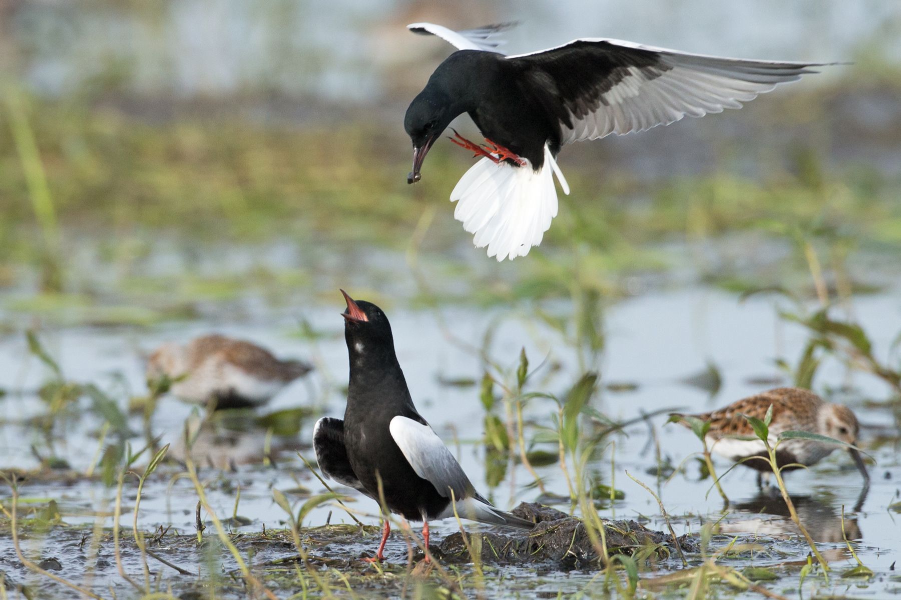 White-winged Terns displaying