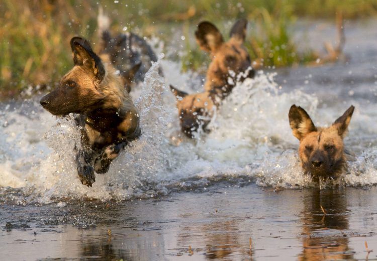 Botswana wildlife photography tours often feature African Wild Dogs