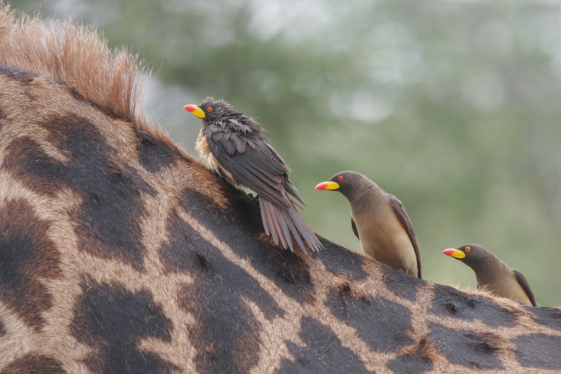 Yellow-billed Oxpeckers on their mobile banqueting suite