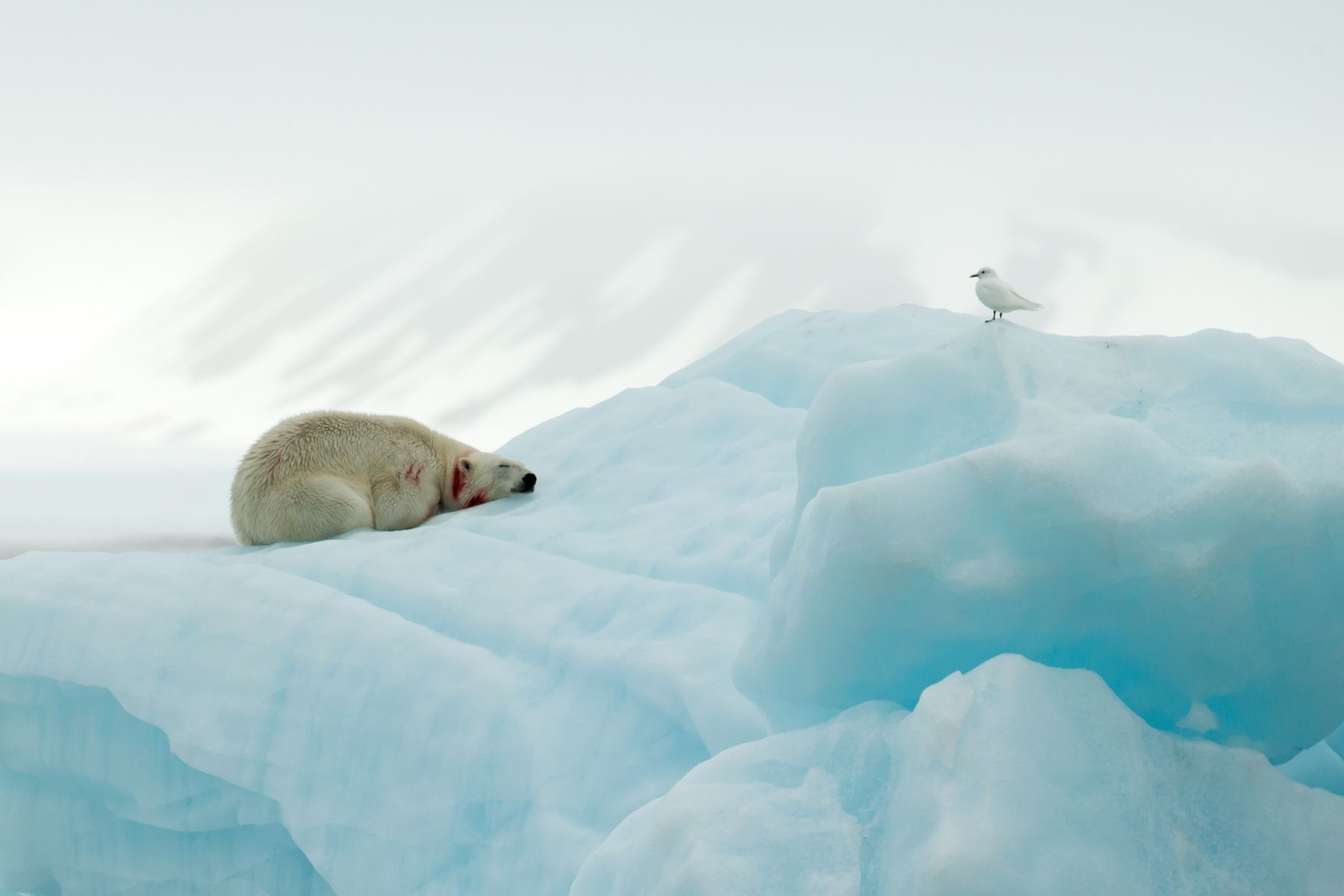 A Polar Bear rests on the ice after a meal, watched by an Ivory Gull, on a Wild Images Spitsbergen (Svalbard) photography tour
