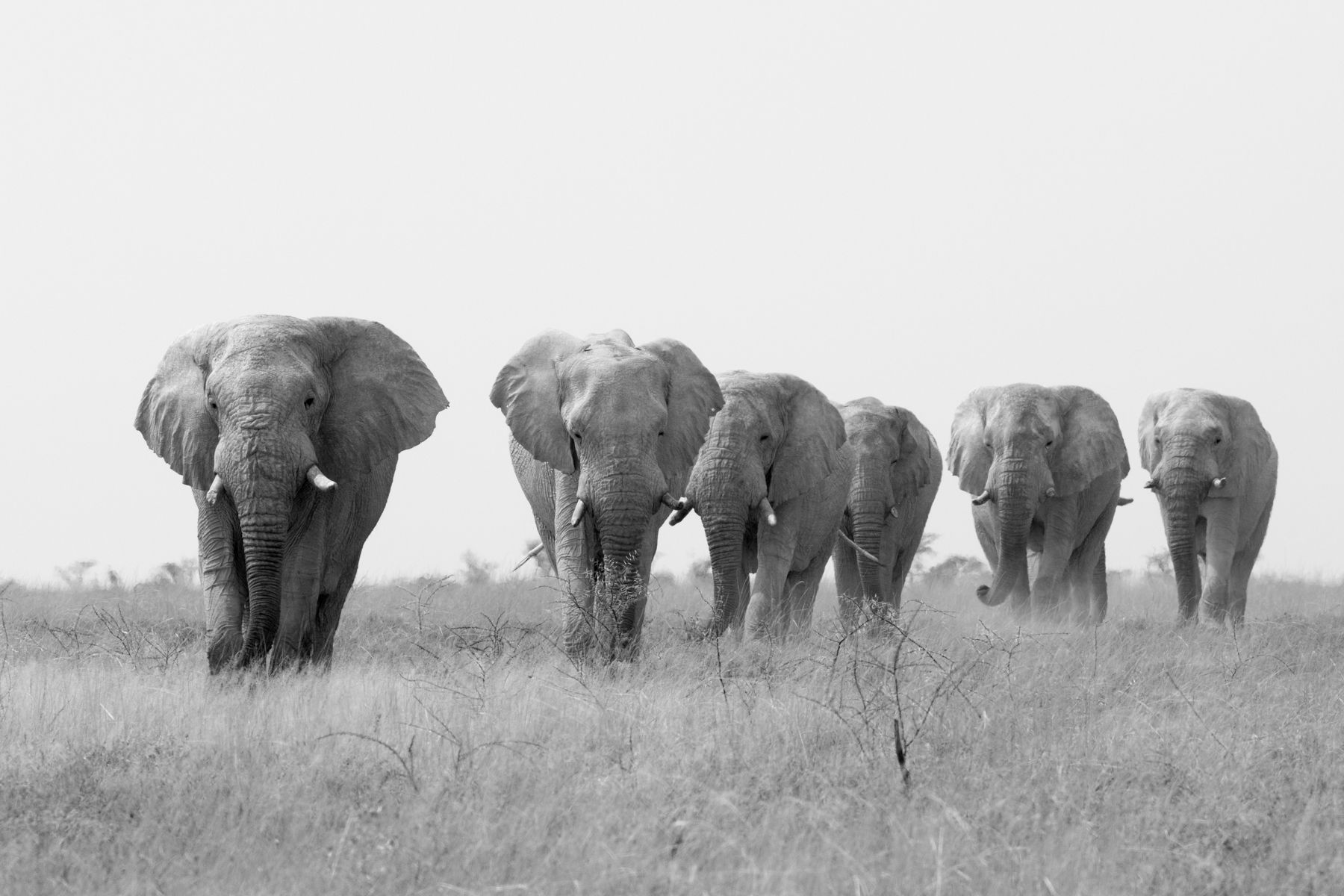 Line of giant Etosha elephants on our wildlife photography tour of Namibia