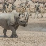 A Black Rhinoceros takes charge of the scene at a waterhole in Etosha
