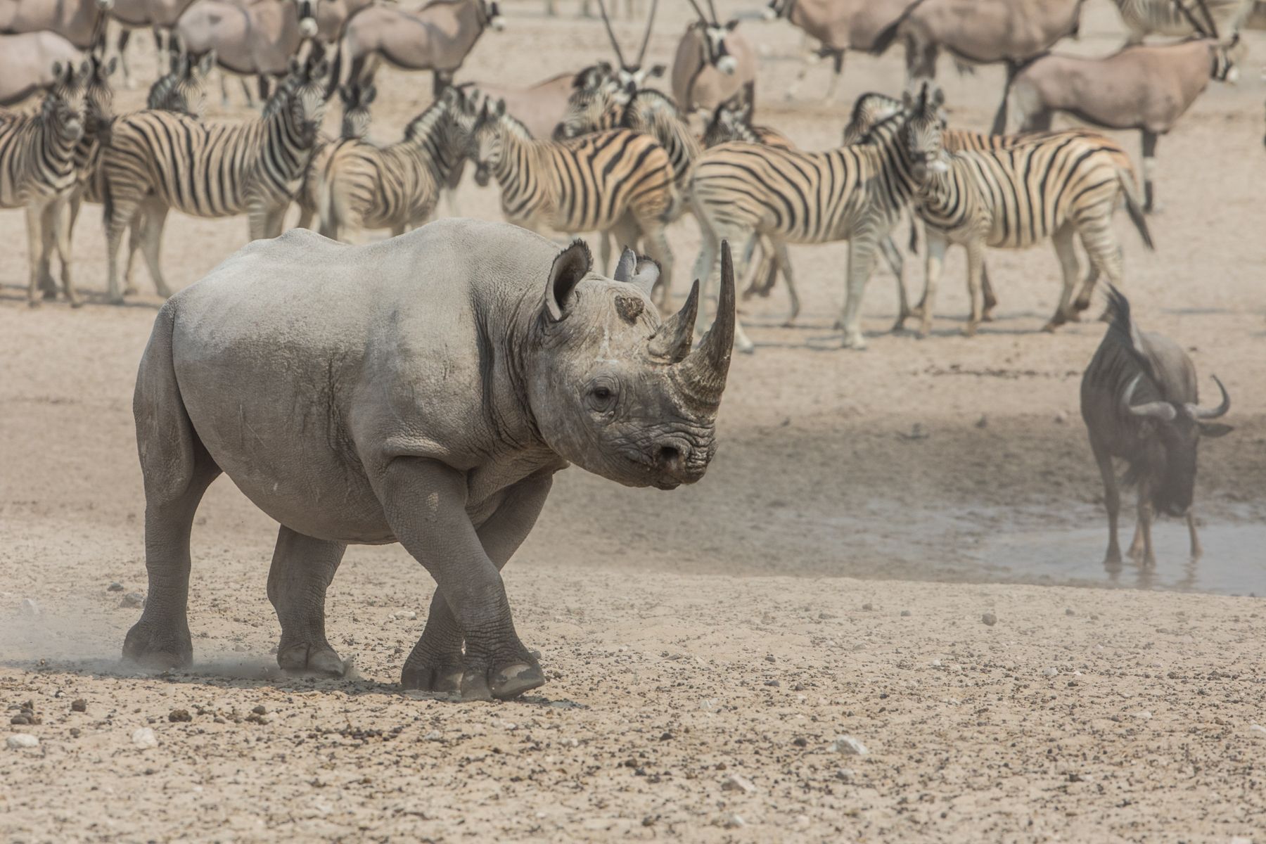 A Black Rhinoceros takes charge of the scene at a waterhole in Etosha