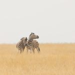Burchell's Zebras in the grasslands near Salvadora in Etosha