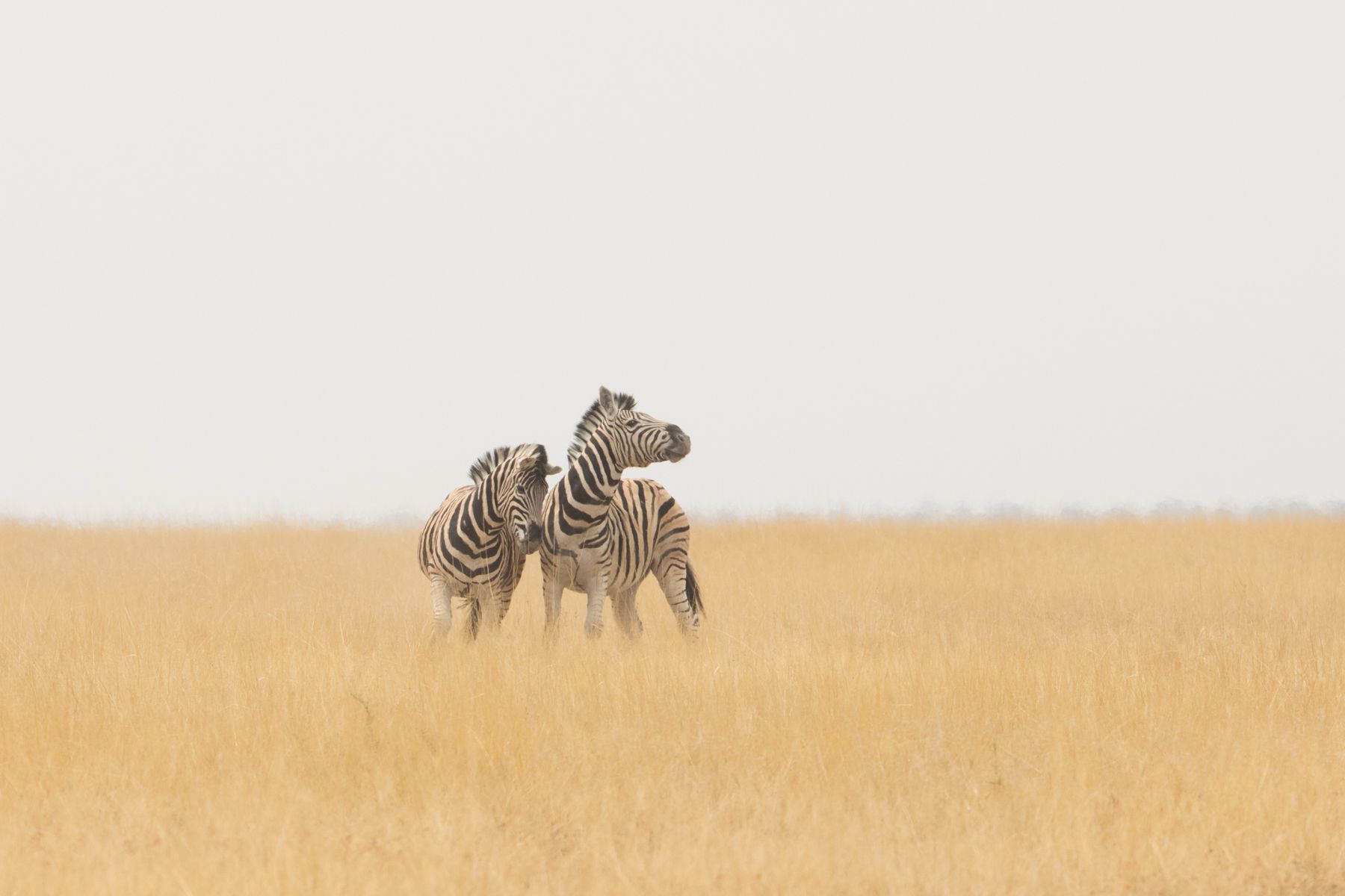 Burchell's Zebras in the grasslands near Salvadora in Etosha