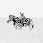 A pair of Burchell's Zebras rest on the grasslands of Etosha