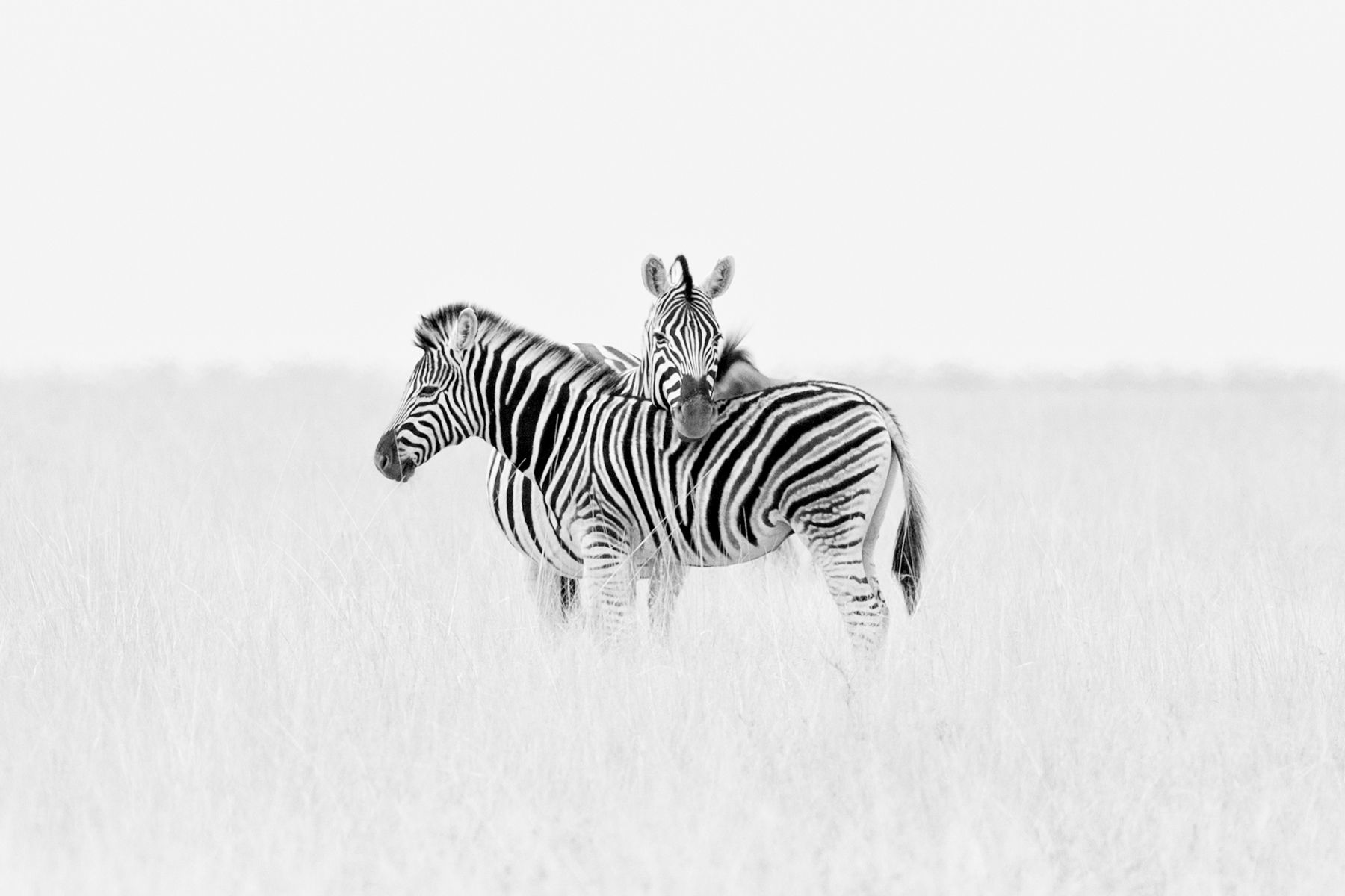 A pair of Burchell's Zebras rest on the grasslands of Etosha