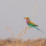 Lilac-breasted Rollers are always a highlight of our wildlife photography tours in Namibia