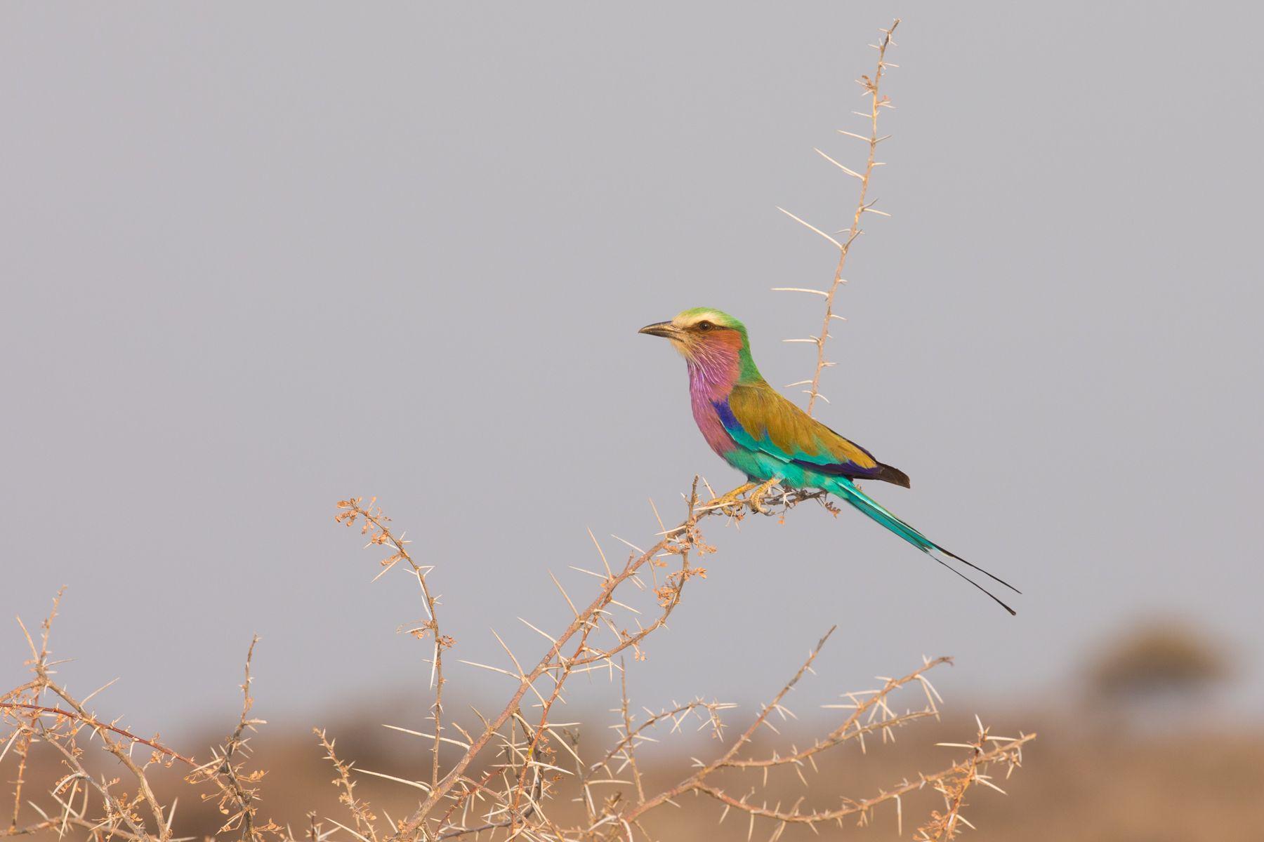 Lilac-breasted Rollers are always a highlight of our wildlife photography tours in Namibia