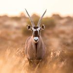 Beautiful sunlit Oryx in remote Namibia