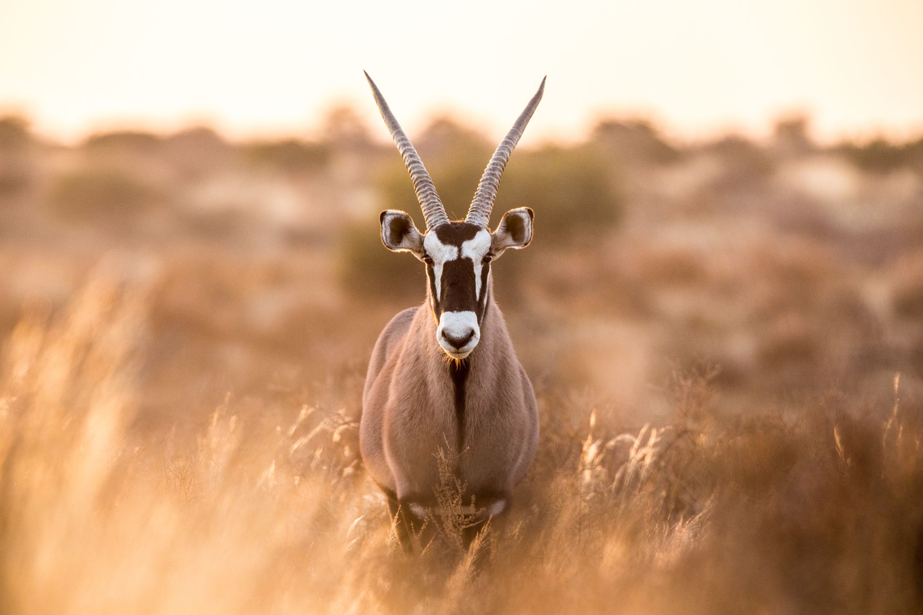 Beautiful sunlit Oryx in remote Namibia