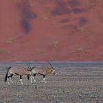 A pair of Oryx in the red landscapes of Sossusvlei at dusk