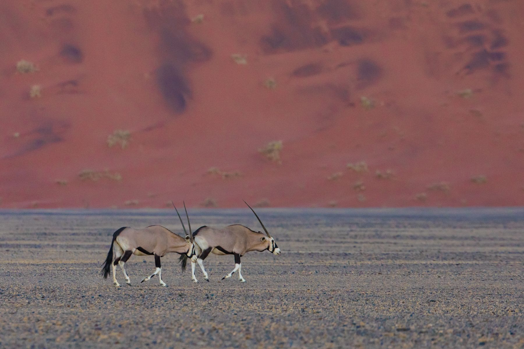 A pair of Oryx in the red landscapes of Sossusvlei at dusk