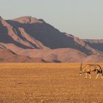 An Oryx wanders the plains at the start of Sossusvlei on our Namibia wildlife photography tour