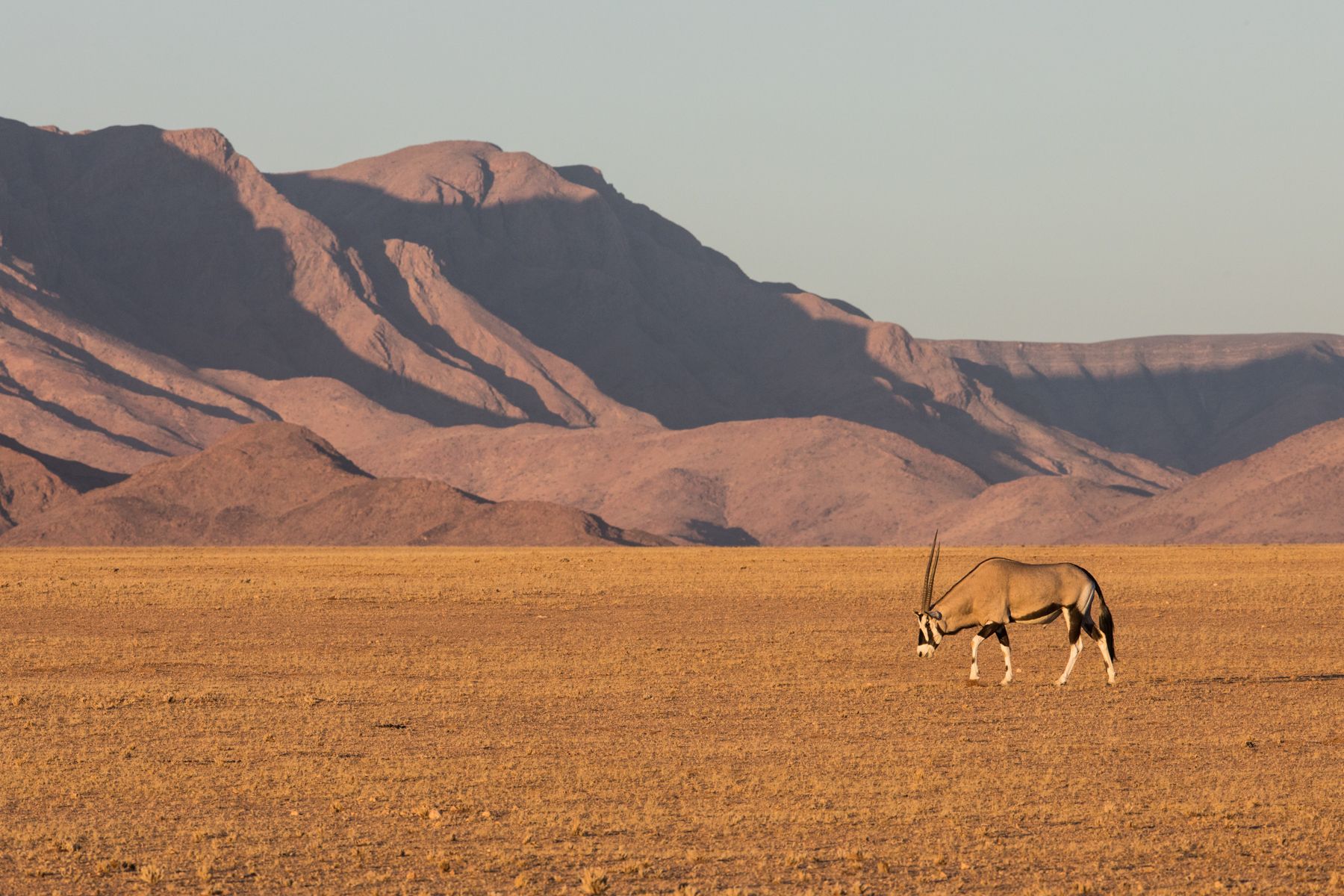 An Oryx wanders the plains at the start of Sossusvlei on our Namibia wildlife photography tour