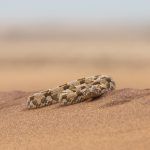 A beautiful Horned Adder on the top of the dunes during our Namibia wildlife photography tour