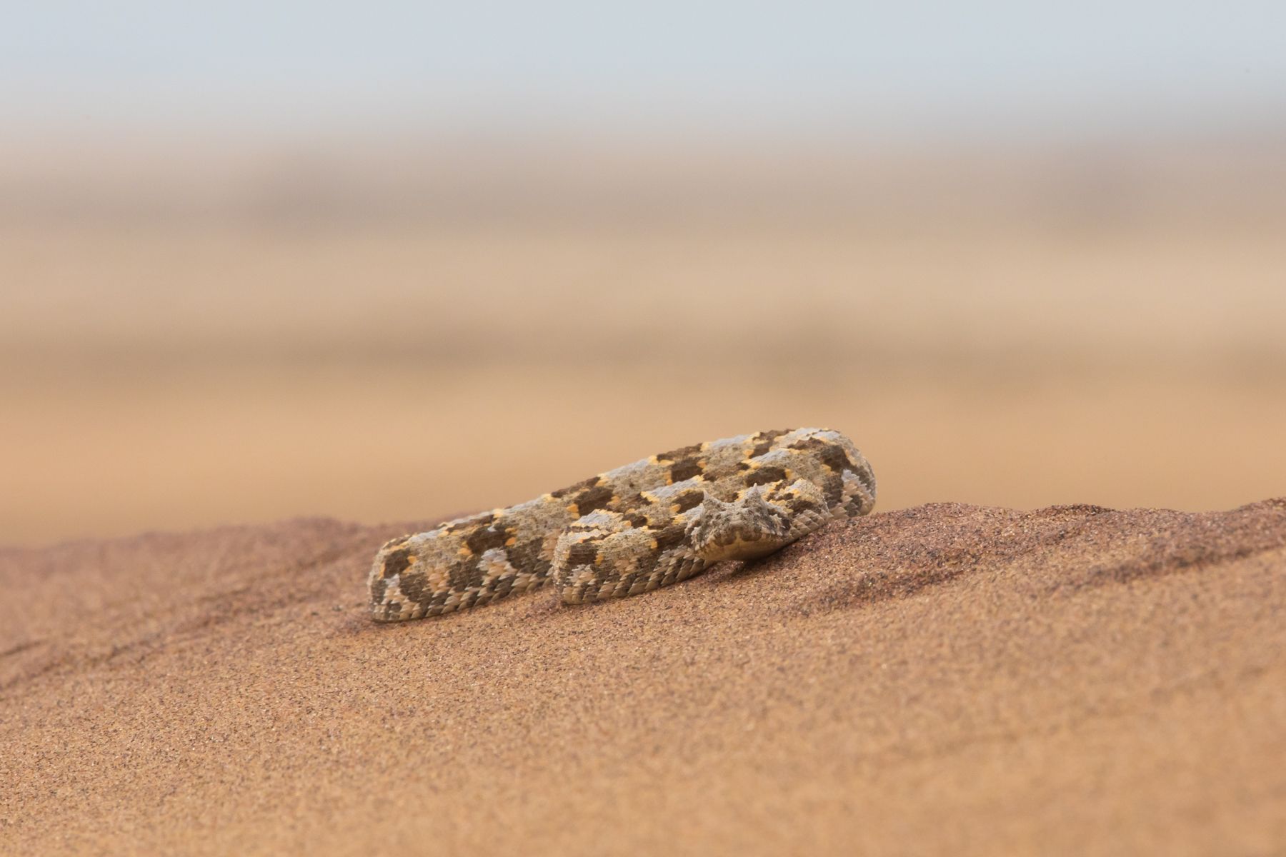 A beautiful Horned Adder on the top of the dunes during our Namibia wildlife photography tour