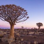 Quiver Trees in the Giant's Playground at dusk