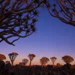 Sunrise in the spectacular Quiver Tree Forest