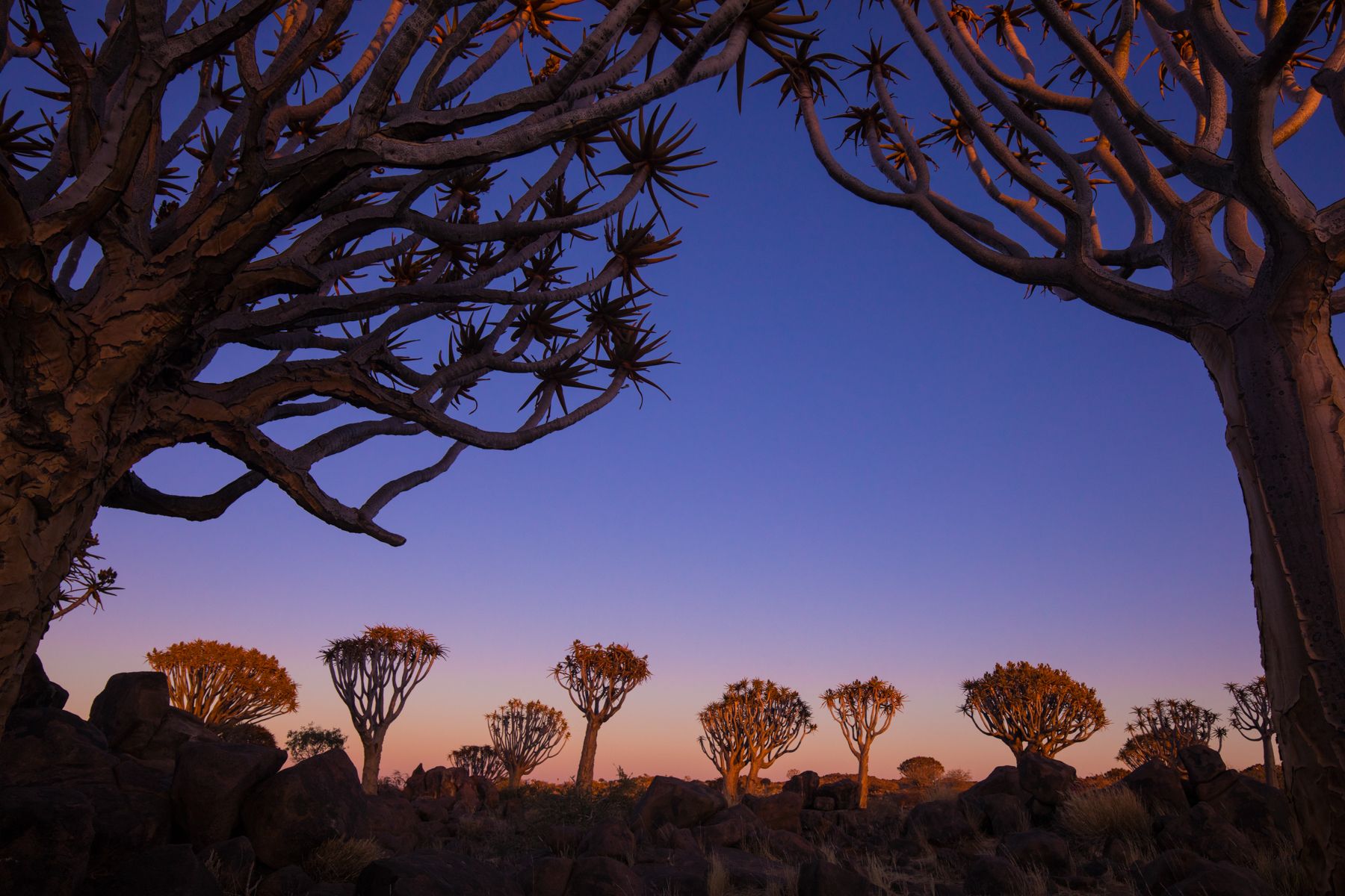 Sunrise in the spectacular Quiver Tree Forest